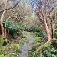 Path through Fuchsia excorticata forest. Mossy rocks, ferns, and peeling bark create a vibrant, natural scene.