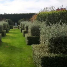 Rows of meticulously trimmed Teucrium fruticans hedges create a formal garden design with lush green grass and a neatly manicured appearance.