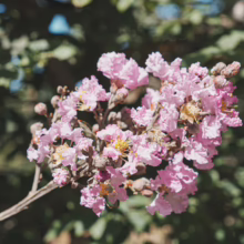 Lagerstroemia indica 'De'Puard' with delicate, light pink flower clusters and yellow stamen, set against a soft green foliage backdrop.