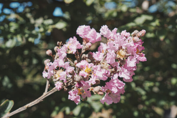 <i>Lagerstroemia indica</i> 'De'Puard' - Image 2