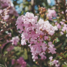 Lagerstroemia indica 'De'Puard' blossoms in soft pink clusters, a vibrant floral display