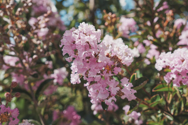 <i>Lagerstroemia indica</i> 'De'Puard' - Image 7