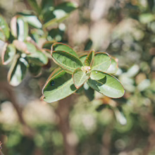 Lagerstroemia indica 'De'Puard' close-up. Green leaves with bronze edges on a sunny day.
