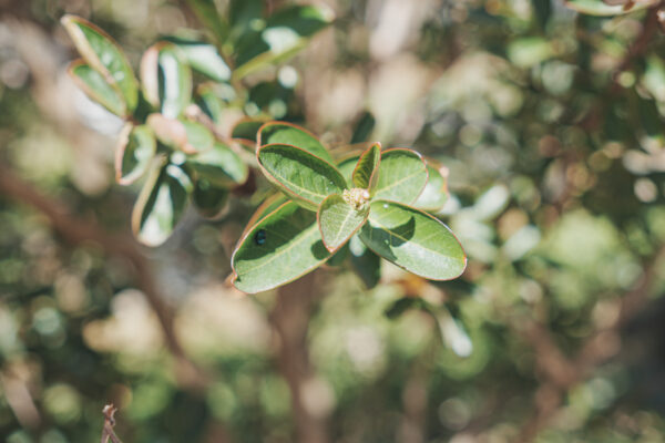 <i>Lagerstroemia indica</i> 'De'Puard' - Image 15