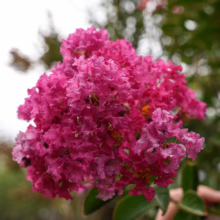 Lagerstroemia indica 'Saint Émilion'—a vibrant pink crape myrtle flower cluster, showcasing its delicate, ruffled petals.