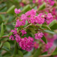 Lagerstroemia indica 'Saint Émilion' showcasing vibrant pink crepe-like flowers amid lush green foliage.
