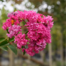 Lagerstroemia indica 'Saint Émilion' featuring vibrant, ruffled pink flower clusters against a soft, blurred green backdrop.