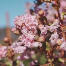 Lagerstroemia indica 'Soir D'été' blossoms: soft pink, crinkled petals and closed buds against a bright blue sky.