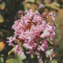 Pink Lagerstroemia indica 'Soir D'été' flowers in a cluster, some blooms faded, against a backdrop of green leaves and blurred brown tones