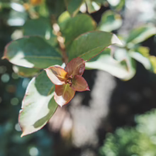 Lagerstroemia indica 'Soir D'été' new growth: bronze-red leaves clustered at the tip of a branch, surrounded by mature green foliage.