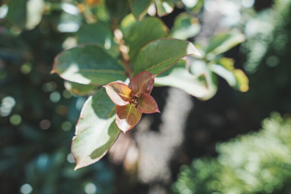 <i>Lagerstroemia indica</i> 'Soir D'été' - Image 5