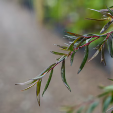 Leptospermum nitidum 'Copper Sheen' branch: slender, pointed green leaves with copper hues and red stems, glistening with raindrops.