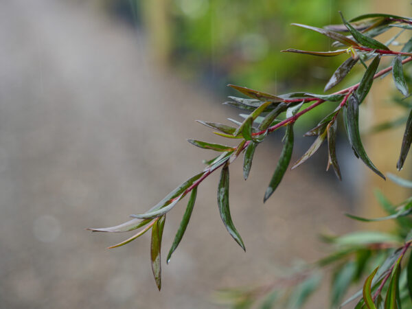 <i>Leptospermum nitidum</i> 'Copper Sheen' - Image 7