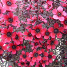 Leptospermum scoparium 'Electric Red' blooms: vibrant red flowers with dark centers on a compact shrub, adding bold color to gardens.