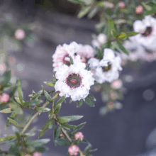 Leptospermum scoparium 'Princess Anne': Delicate white flowers with dark centers, surrounded by small green leaves on slender branches