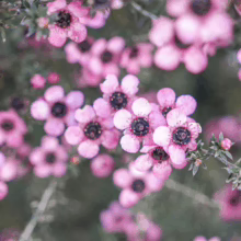 Leptospermum scoparium 'Wiri Shelley' with masses of delicate, light pink flowers with dark centers. Evergreen shrub with fine foliage.