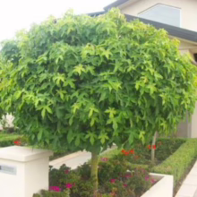 Liquidambar styraciflua ‘Gumball’ tree: a compact, globe-shaped tree with lush green foliage, perfect for small gardens or as a unique landscape feature.