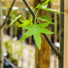 Young Liquidambar styraciflua 'Worplesdon' showing vibrant green, star-shaped leaves on a slender branch, supported by a bamboo stake