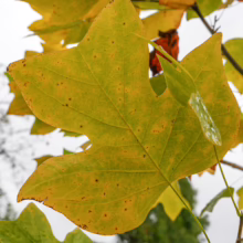 Liriodendron tulipifera leaf in autumnal yellow-green, showcasing its distinctive tulip-like shape and veined texture.