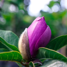 Magnolia 'Cleopatra' bud, deep purple and velvety, nestled in green leaves. A promise of springtime beauty.