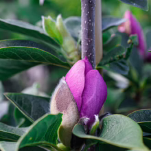 Magnolia 'Cleopatra' bud, a striking purple bloom emerging from its fuzzy brown casing amidst lush green leaves.