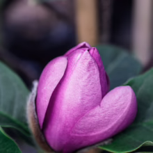 Magnolia 'Cleopatra' bud, showing deep purple petals tightly closed, surrounded by fuzzy brown sepals and green leaves.