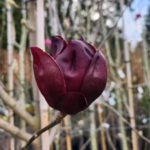 Magnolia 'Deryk' bud: deep burgundy petals form a striking, velvety bloom on a bare branch, promising spring color.