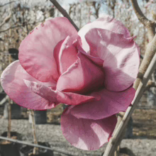 Magnolia 'Felix' bloom: a large, showy pink flower with layered petals, set against bare branches in a garden setting