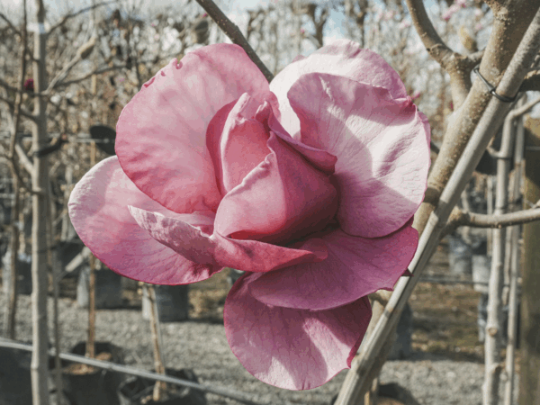 Magnolia ‘Felix’ (Magnolia) flowering in August at Leafland Nursery.