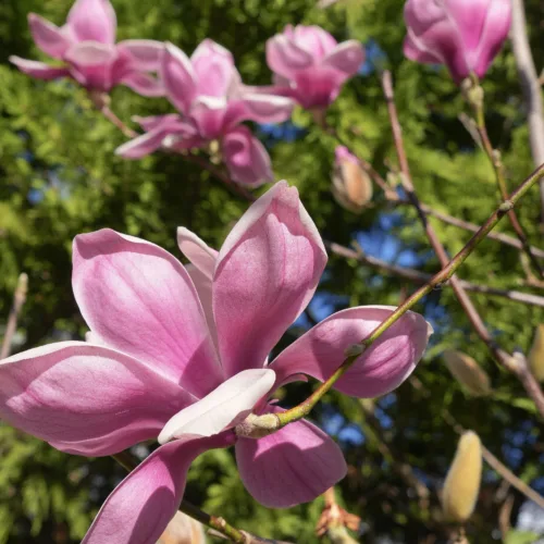 Close-up of a delicate pink Michelia 'Fairy Blush' magnolia flower blooming on a branch, with other blossoms and buds visible against a blurred green background.