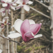 Pink and white Magnolia 'Forrest's Pink' blossom on a branch, showcasing its delicate petals and early spring beauty