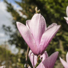 Pink Magnolia 'Heaven Scent' blossom with pointed petals, showcasing its delicate beauty against a natural green backdrop.