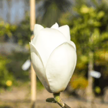 Magnolia x soulangeana 'Lennei Alba' bud. Creamy white petals tightly enclose the bloom, promising a stunning floral display.