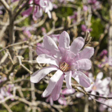 Magnolia x loebneri 'Leonard Messel' blossom: pale pink petals unfurl from a central stamen, showcasing spring's delicate beauty