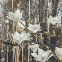 Magnolia denudata in bloom, showcasing pure white blossoms against a backdrop of bare branches, a sign of early spring