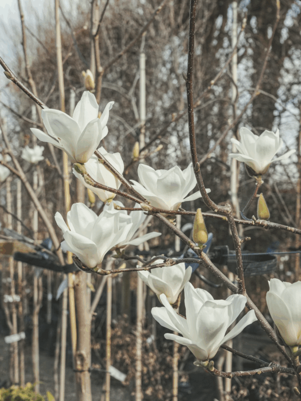 Magnolia denudata (Yulan Magnolia) flowers at Leafland.