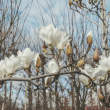 Magnolia denudata branch with large, elegant white blooms and brown buds against a blue sky.