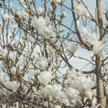 Magnolia denudata tree in full bloom, showcasing elegant white cup-shaped flowers against a pale blue sky