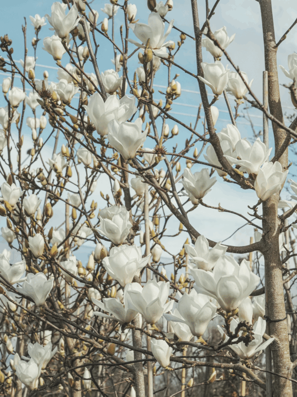 Magnolia denudata (Yulan Magnolia) flowering line at Leafland.