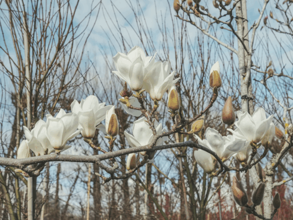 Magnolia denudata (Yulan Magnolia) flowers at Leafland