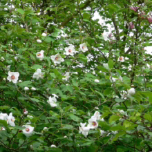 Magnolia sieboldii shrub with lush green leaves and delicate, cup-shaped white flowers featuring prominent red stamens