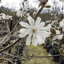Magnolia stellata 'Waterlily' with delicate white, star-shaped flowers blooming on bare branches, hinting at spring