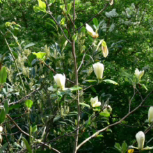 Magnolia 'Yellow Fever' tree with creamy yellow, tulip-shaped flowers blooming among green foliage in a garden setting