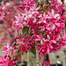 Malus 'Kaitoke' branch bursting with deep pink blossoms and buds, showcasing its vibrant spring display