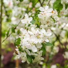 Malus 'Red Jade' blossoms: Clusters of delicate white flowers with yellow centers, visited by a bee, amidst green leaves.