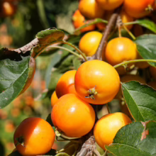 Malus ‘Tom’s Orange’ crabapples on a branch. Clusters of small, bright orange fruit amidst green leaves, showcasing their vibrant color and compact size.
