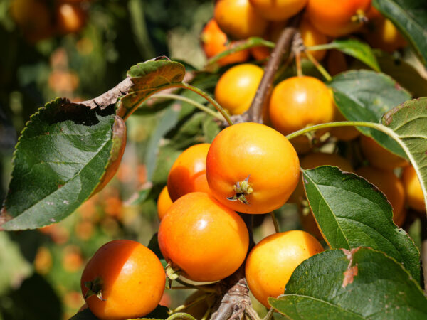 <i>Malus</i> 'Tom's Orange' - Image 3