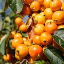 Abundant bright orange Malus ‘Tom’s Orange’ crabapples clustered on a tree branch against a clear blue sky, with vibrant green leaves.