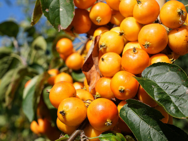 <i>Malus</i> 'Tom's Orange' - Image 4