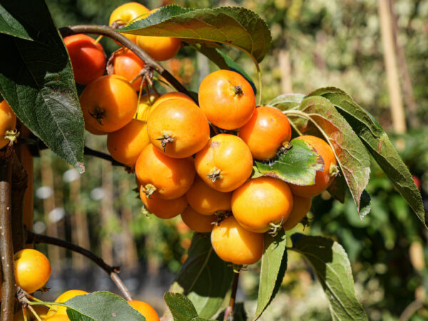 <i>Malus</i> 'Tom's Orange'
